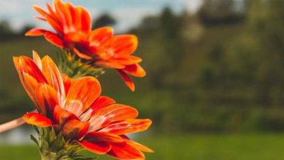 Close-up of orange flowers with green stems against a blurred background.