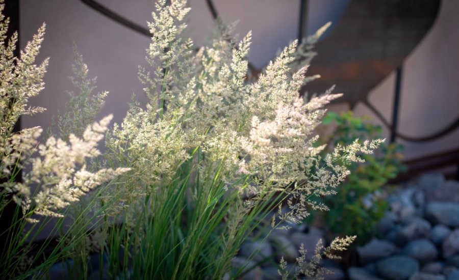 A backyard garden with vegetables and herbs​