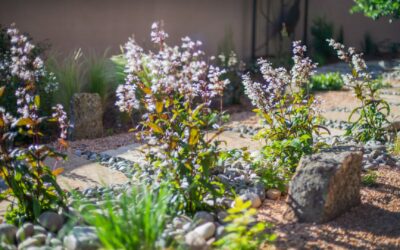 DIY Landscaping vs. Professional Services: Expert Insights on Managing Planting Times in Santa Fe