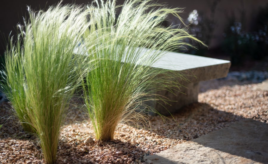 Professional planting landscaping in Santa Fe​