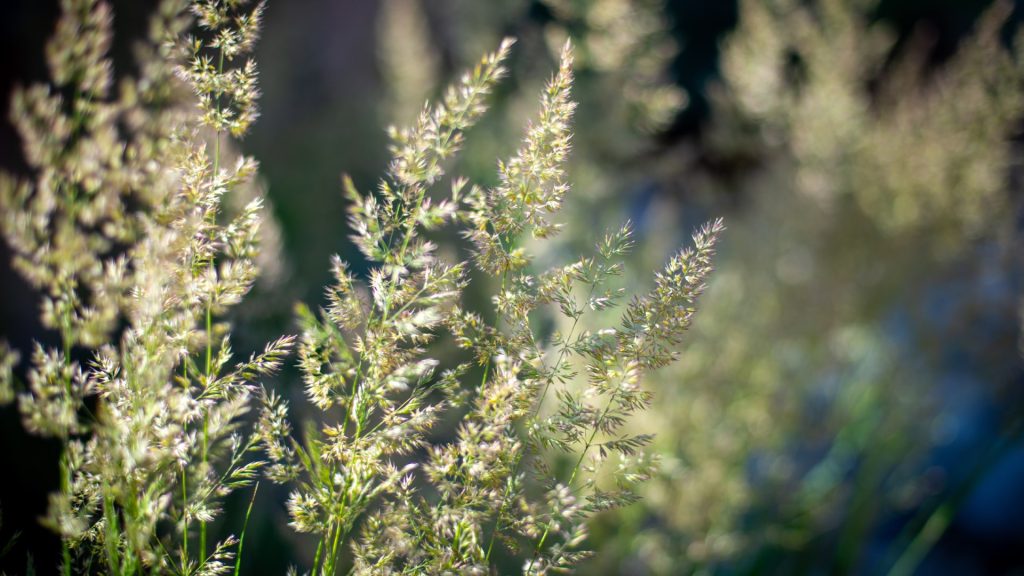 Drought-Tolerant Landscaping for Santa Fe: Benefits & Ideas for Every Yard