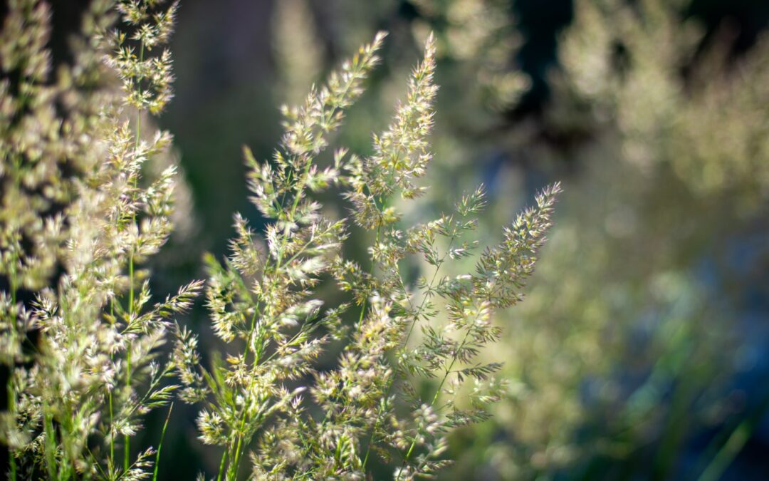 Drought-Tolerant Landscaping for Santa Fe: Benefits & Ideas for Every Yard