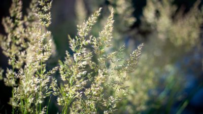 Drought=tolerant grass​