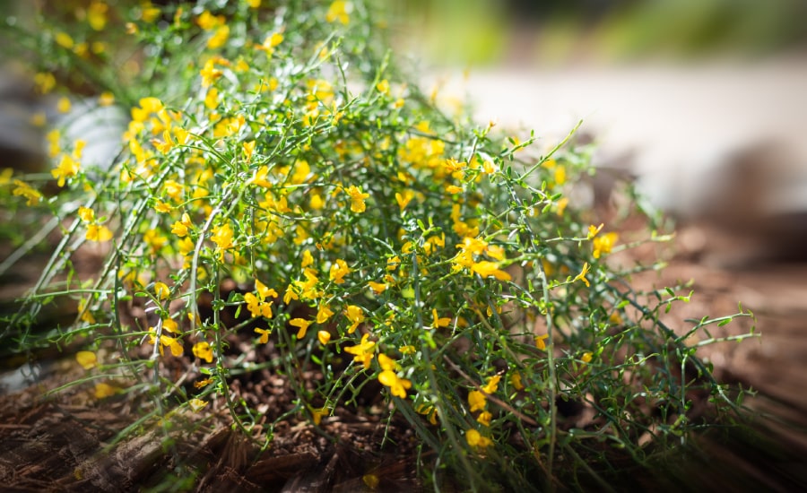 Blossoming yellow flowers for drought-tolerant landscaping​