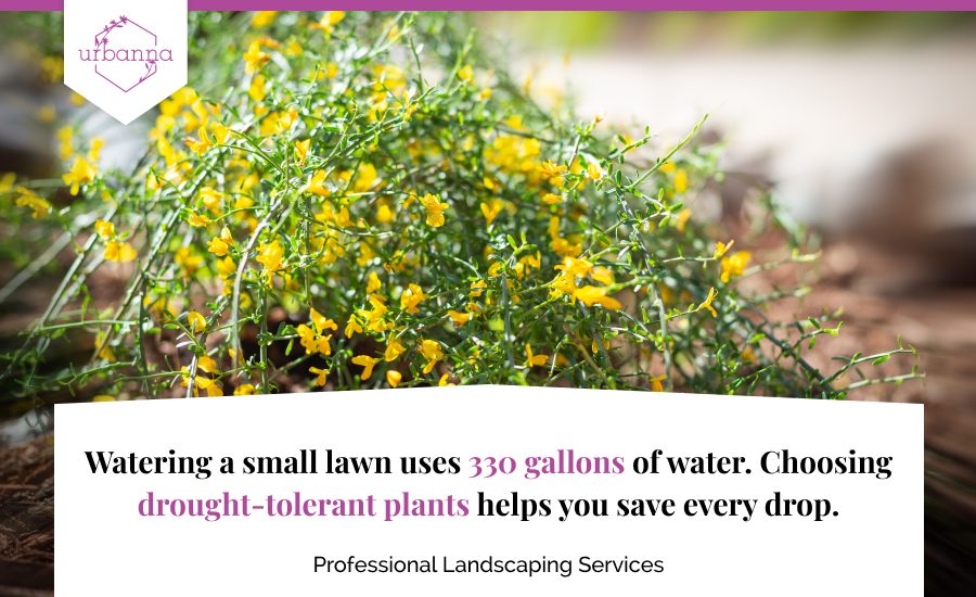 A custom image with stats on the use of water for maintaining a small lawn