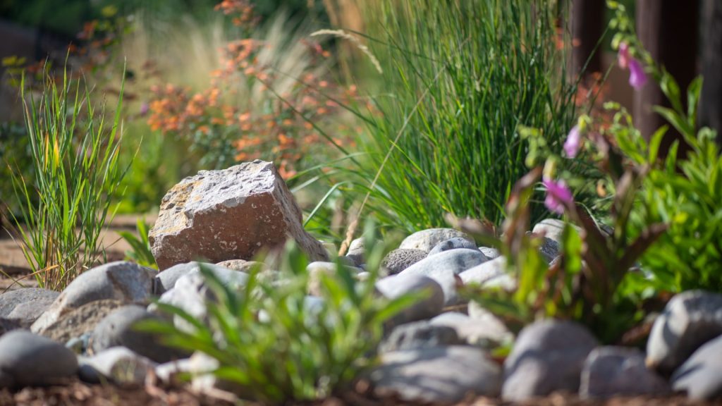 Desert Landscape Plants: A Guide to Low-Maintenance Gardening in Santa Fe
