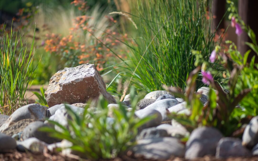 Desert Landscape Plants: A Guide to Low-Maintenance Gardening in Santa Fe