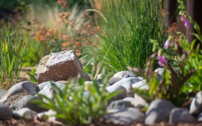 Desert Landscape Plants: A Guide to Low-Maintenance Gardening in Santa Fe