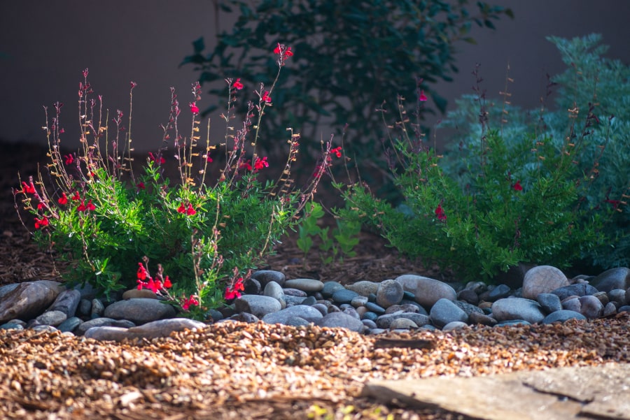 A desert bush with beautiful red blossoms​