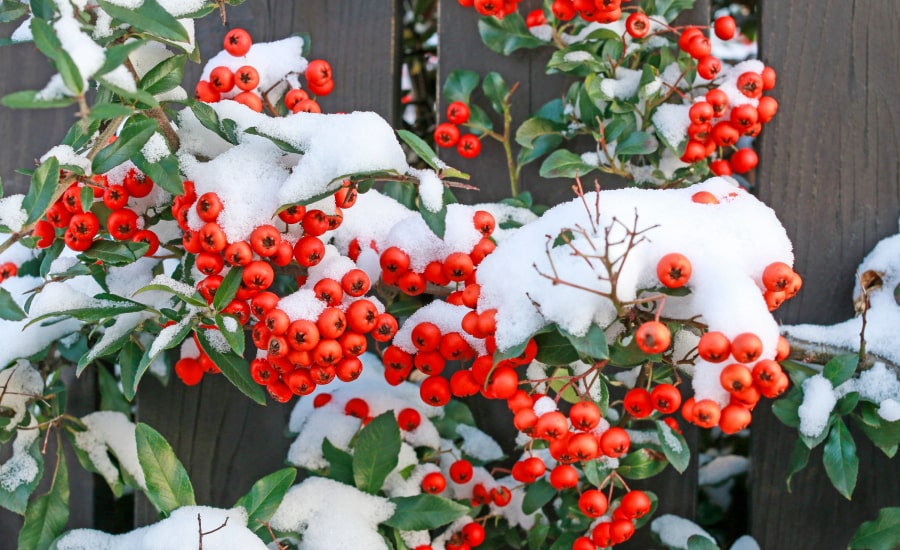 Firethorn shrubs under the snow​