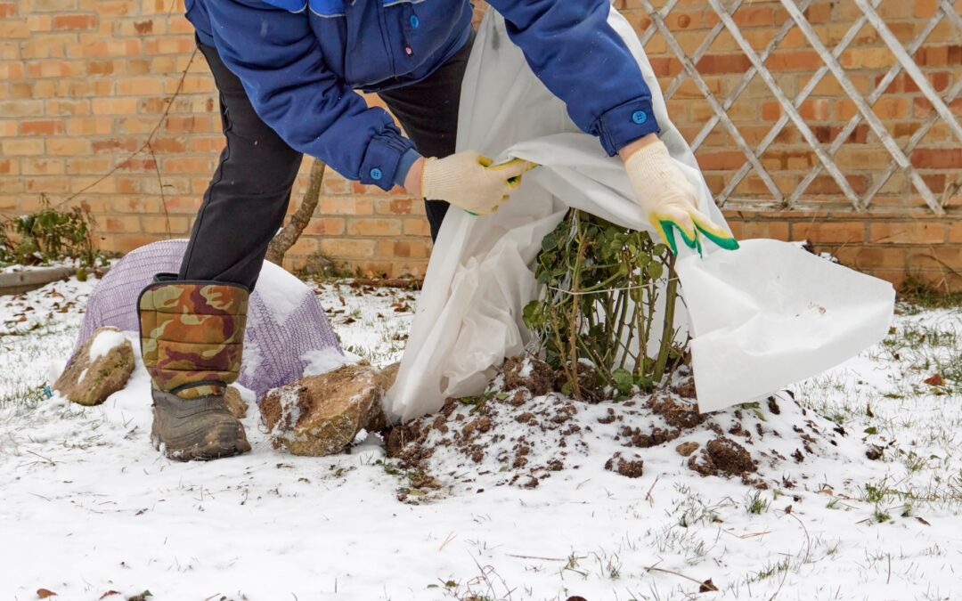 Winter Preparations for Stunning Spring Landscaping in New Mexico