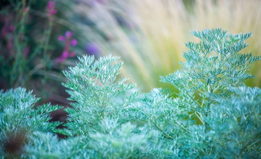 Beautiful spring plants​