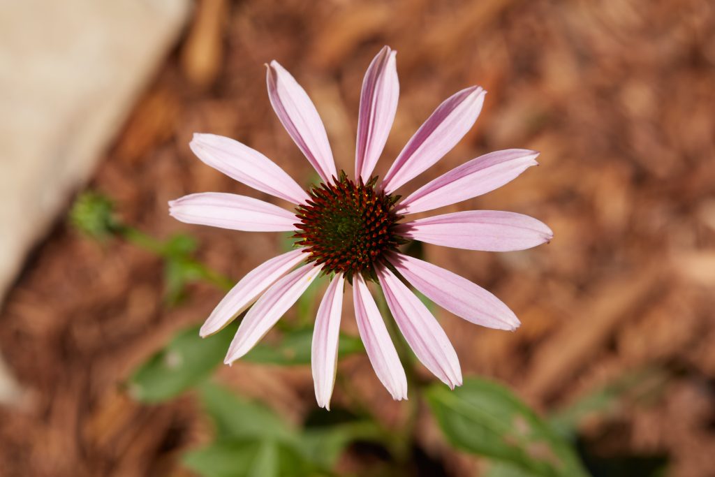 Best Spring Flowers for Santa Fe Gardens: A Blooming Guide