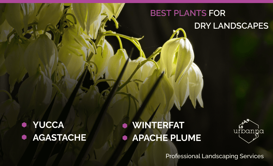 A custom image showing plants that grow well in Santa Fe