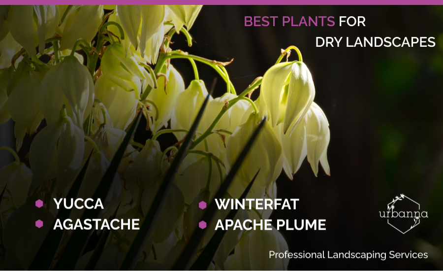 A custom image showing plants that grow well in Santa Fe